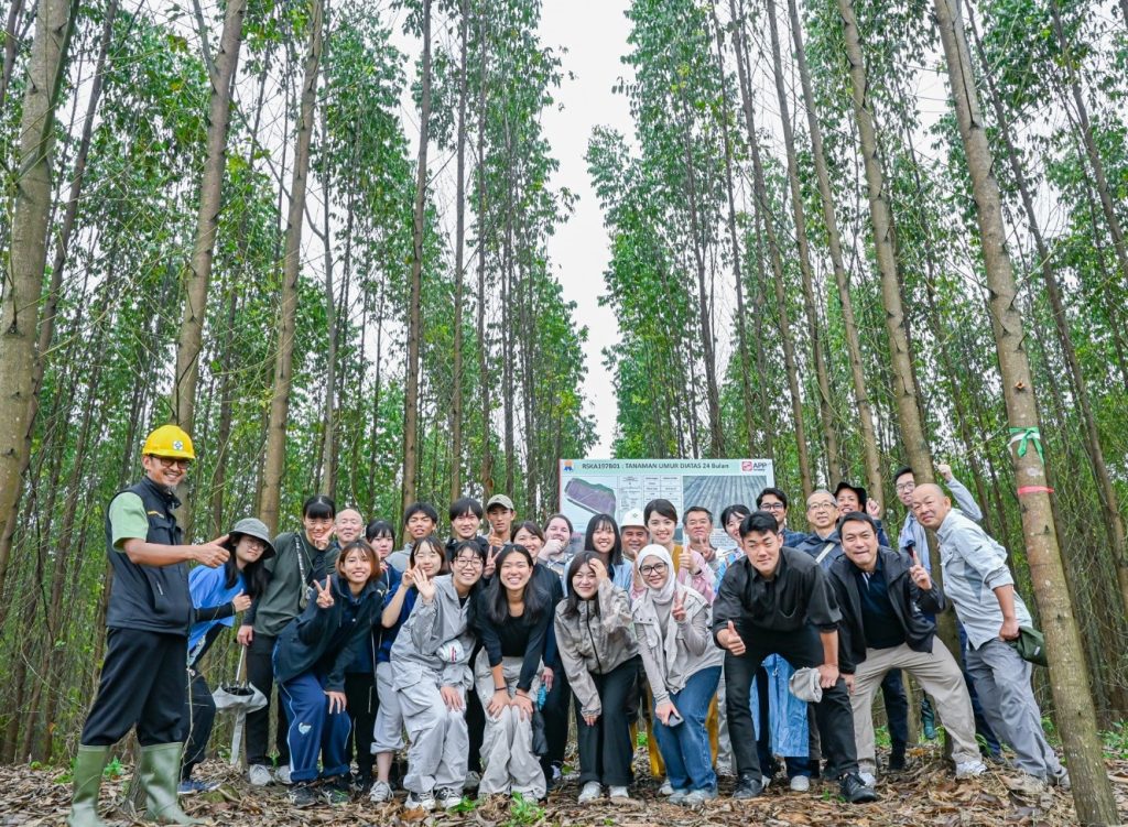 ［写真②：4～5年で伐採可能となるアカシア植林地］